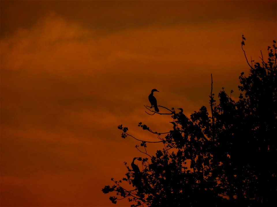 Double-crested cormorant