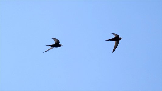 Mauersegler Flugbild