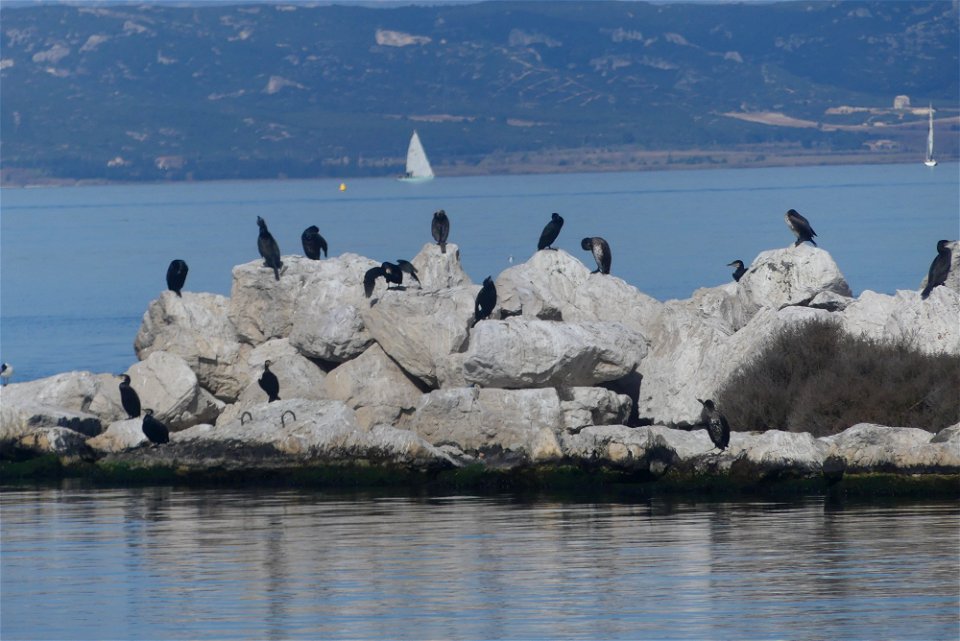 Cormorans sur la digue du port de Martigues