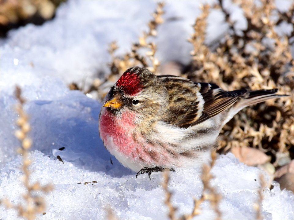Common redpoll at Seedskadee National Wildlife Refuge