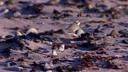 B-roll for media use: Western snowy plover male with chicks photo