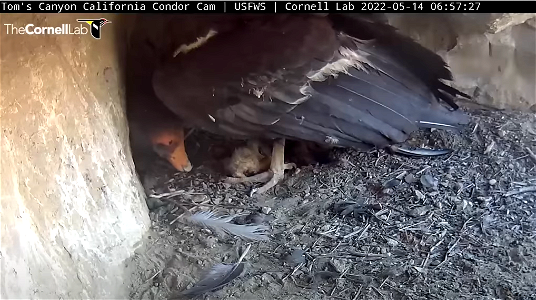 First Glimpse of Toms Canyon Condor Chick photo