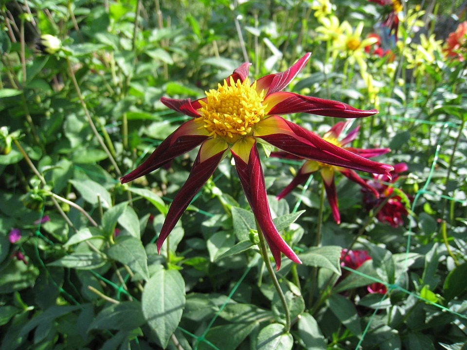 Red yellow green