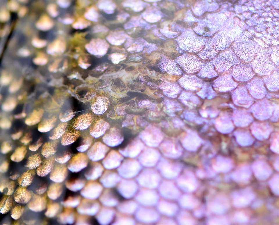 Rainbow Trout