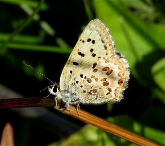 COPPER ,EDITH'S (Lycaena editha) (8-3-2021) female, 7300 ft, fish lake campground, steen's mt area, harney co, or -01