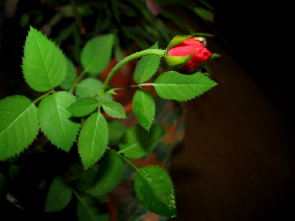 trandafir_mic2012_0408_185120