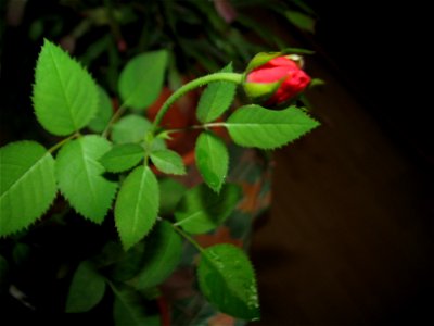 trandafir_mic2012_0408_185120