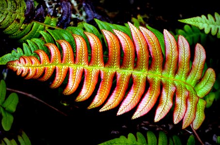 Palm-leaf fern. NZ