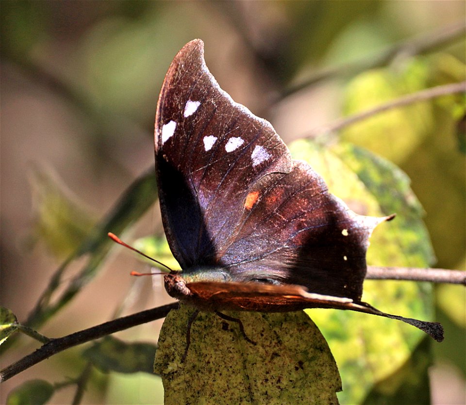 LEAFWING, PALE-SPOTTED (Anaea pithyusa) (01-01-2022) the butterfly center, mission, hidalgo co, tx -08