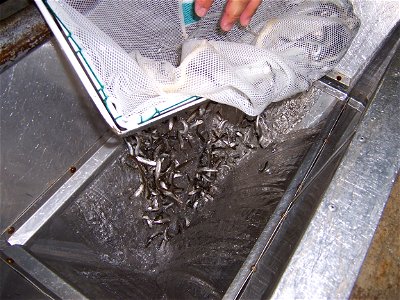 Transferring Fish Through a Funnel photo
