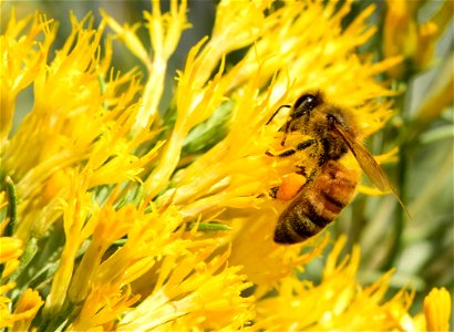 Western honeybee on rubbber rabbitbrush