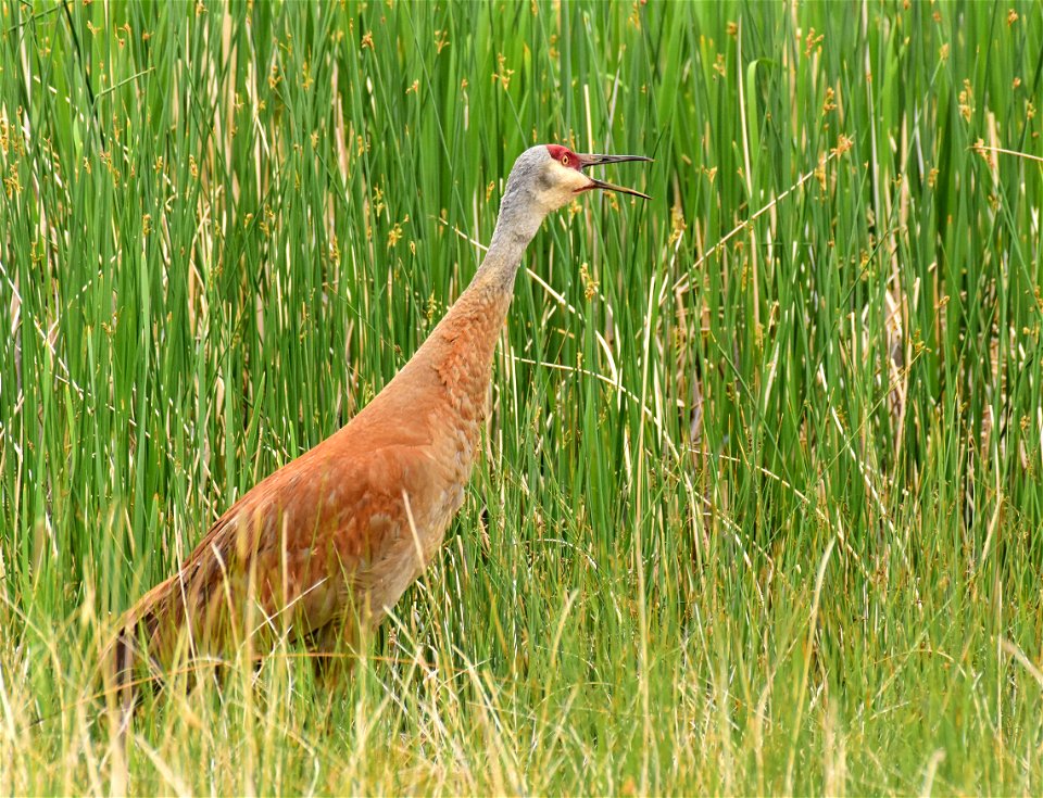 Greater sandhill crane at Seedskadee National Wildlife Refuge Wyoming