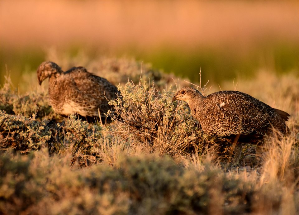 Greater sage-grouse at Seedskadee National Wildlife Refuge