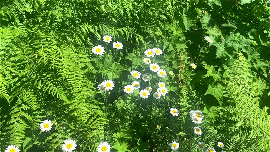 Daisys at Big 4, Mt. Baker-Snoqualmie National Forest, Big 4 Trail. Video by Sydney Corral June 28, 2021 photo