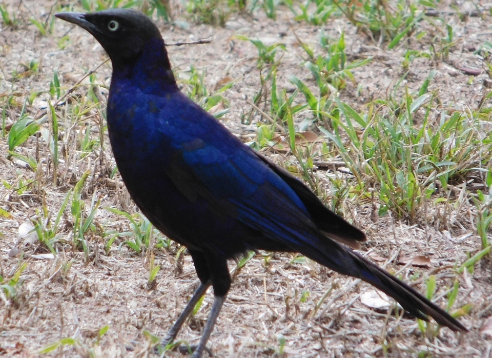 Flowers bird naature