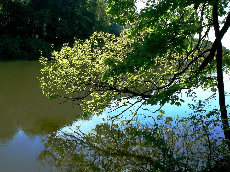 Tree water forest pond photo