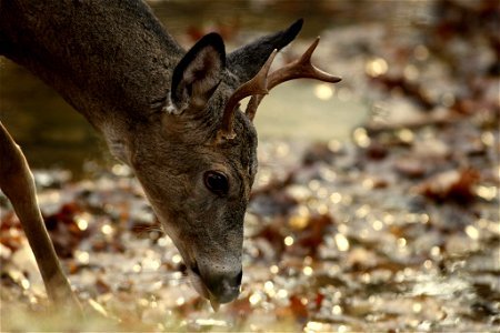 Young Antlered Buck Drinking from Stream photo