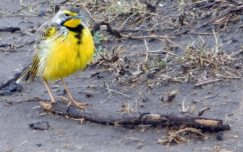 Floor chick animals photo