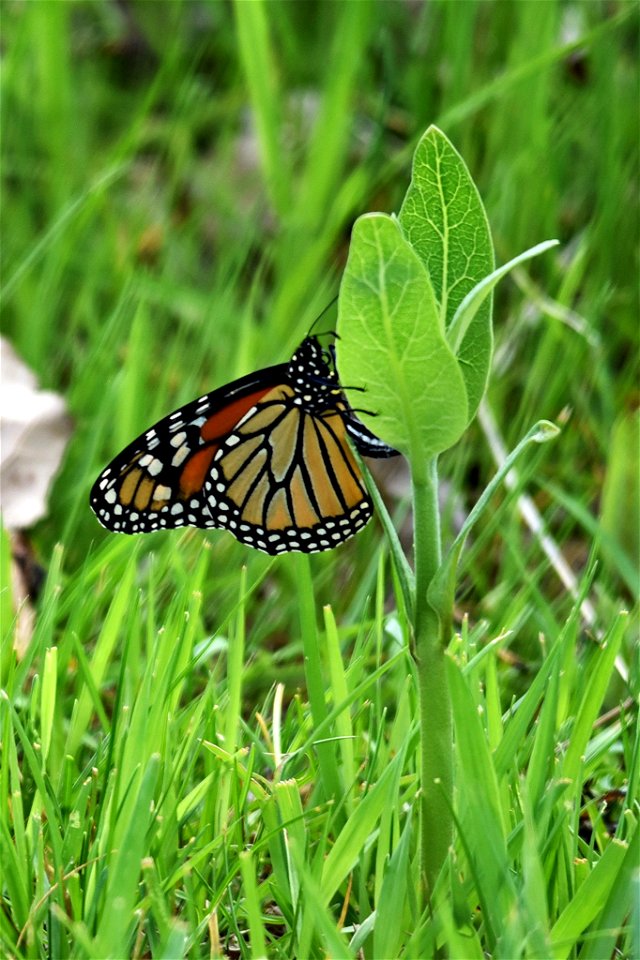 Monarch butterfly laying and egg photo