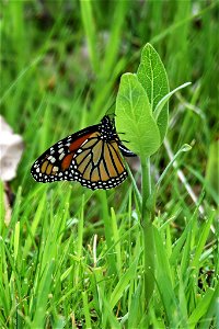 Monarch butterfly laying and egg