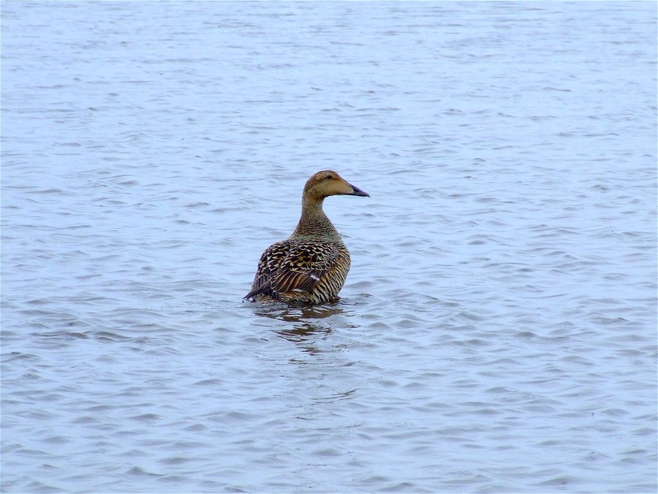 Common eider hen photo