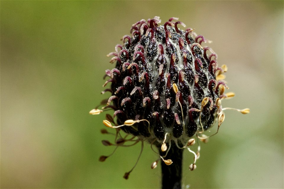Anemone multifida