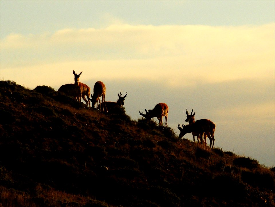 Pronghorn at Seedskadee National Wildlife Refuge