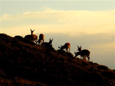 Pronghorn at Seedskadee National Wildlife Refuge