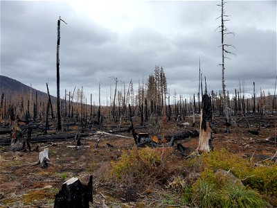 Mt. Hood National Forest after Lionshead Fire north of Olallie Lake
