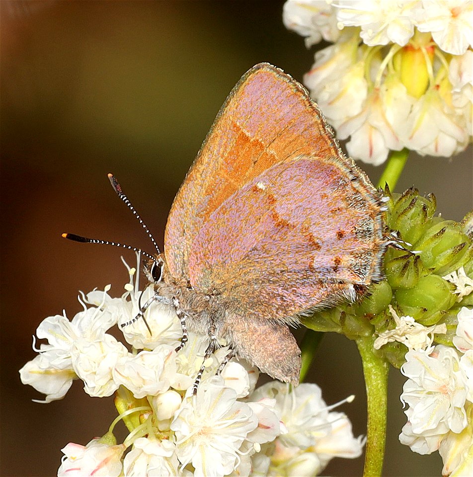 HAIRSTREAK, NELSON'S (Callophrys gryneus) (06-25-2022) botanical area west of brian, josephine co, or -01
