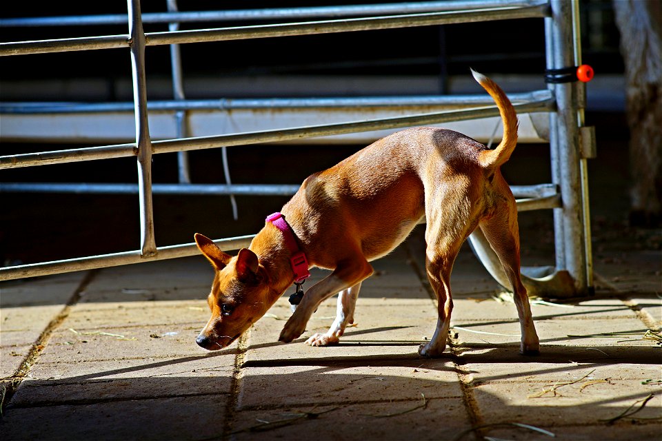 Farm dog in training
