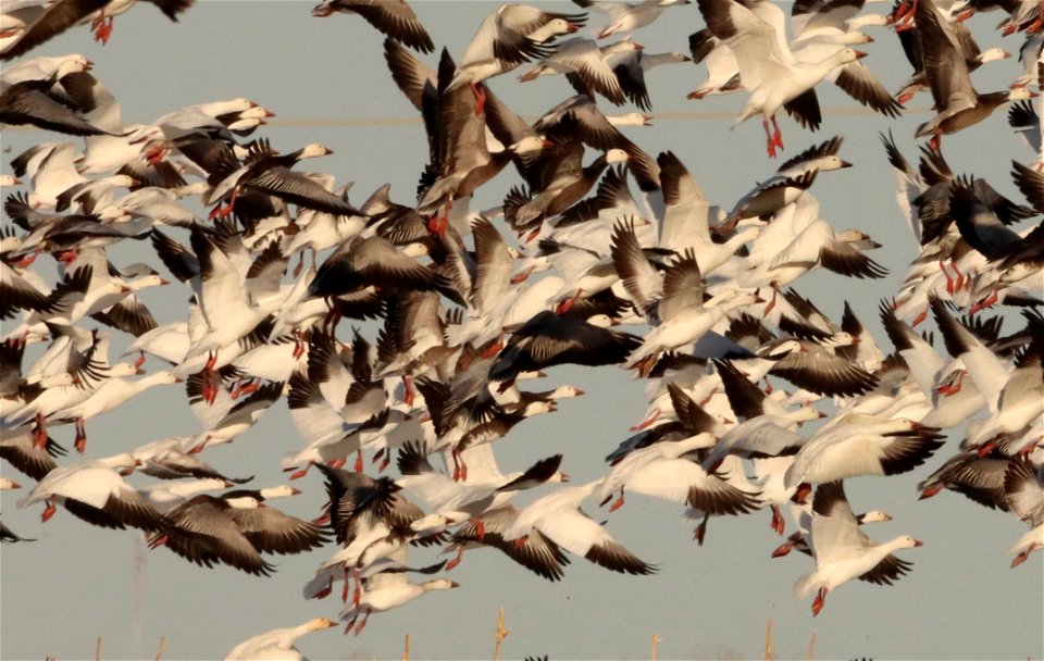 Spring Goose Migration Huron Wetland Management District South Dakota