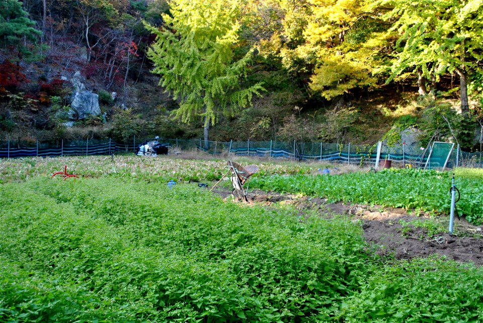 Deoksungsan Mountain