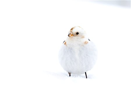 Snow bunting in the snow