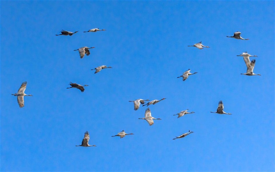 Sandhill Cranes in Flight photo