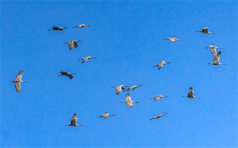 Sandhill Cranes in Flight photo