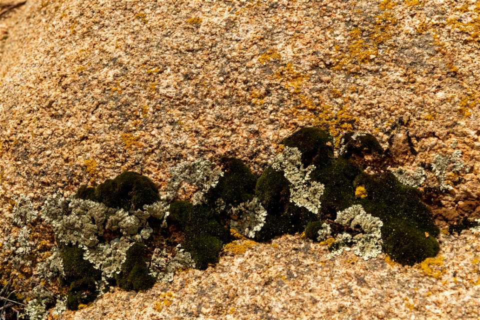 Lichen photo