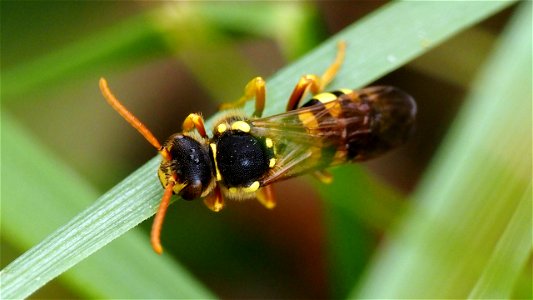 Nomada sp. (Wespenbiene) - Weibchen