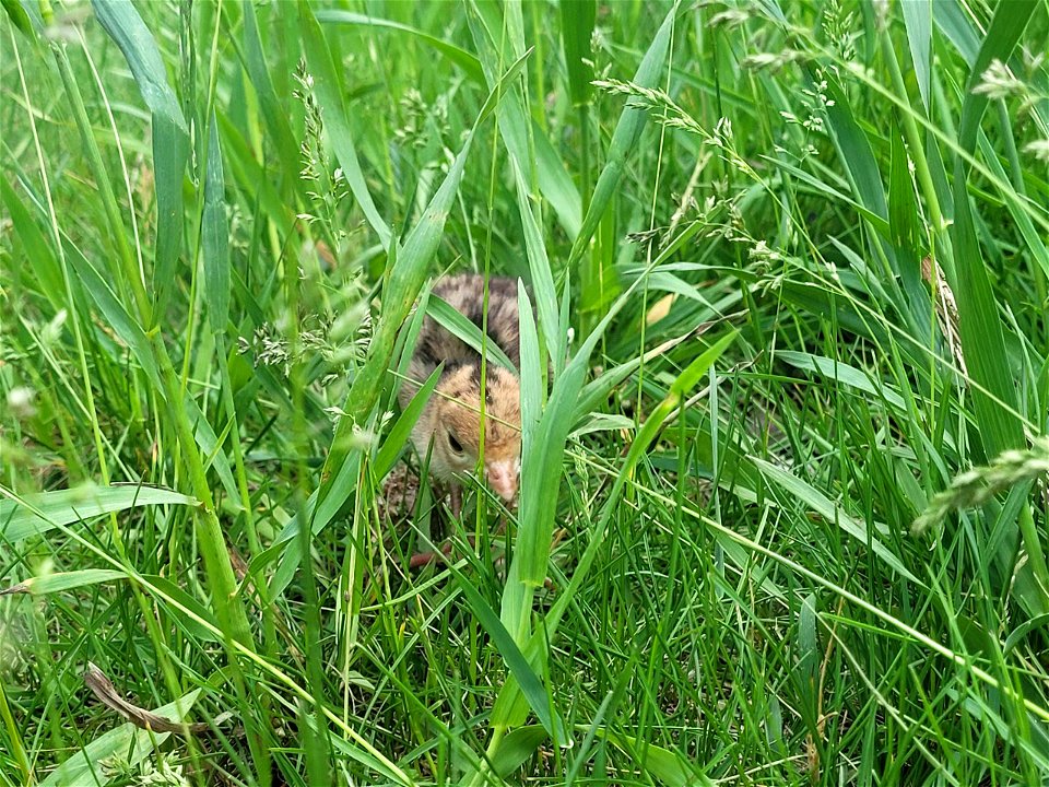 Ring-neck pheasant chick