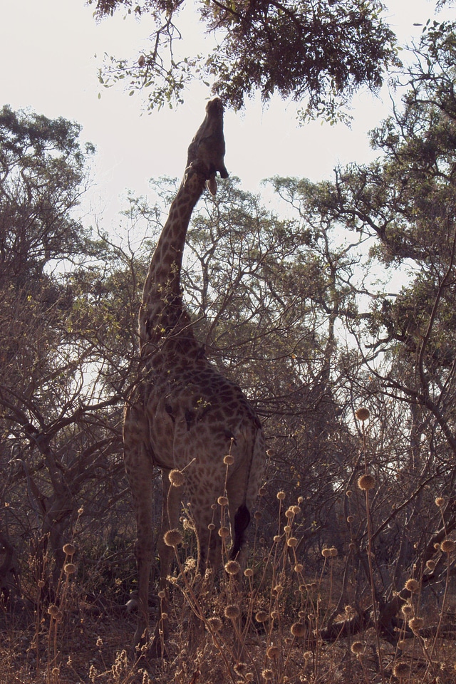 Giraffe flowers tree