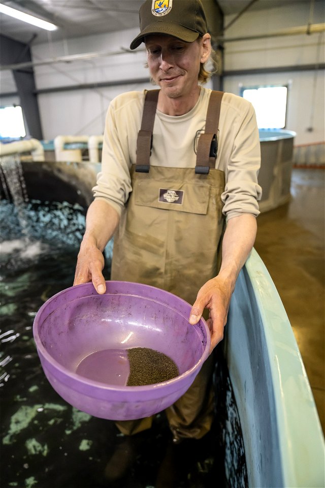 Pallid Sturgeon Eggs photo