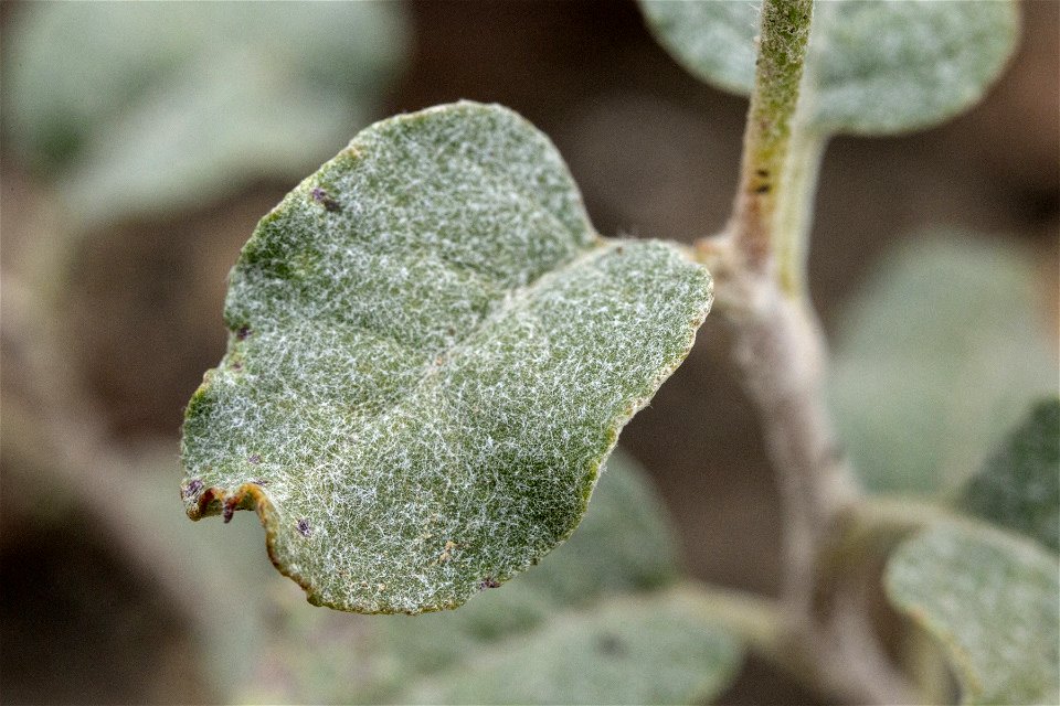 Eriogonum corymbosum
