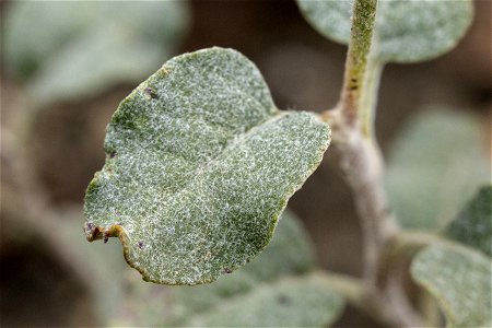Eriogonum corymbosum