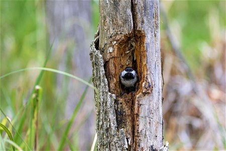 Black-capped chickadee photo