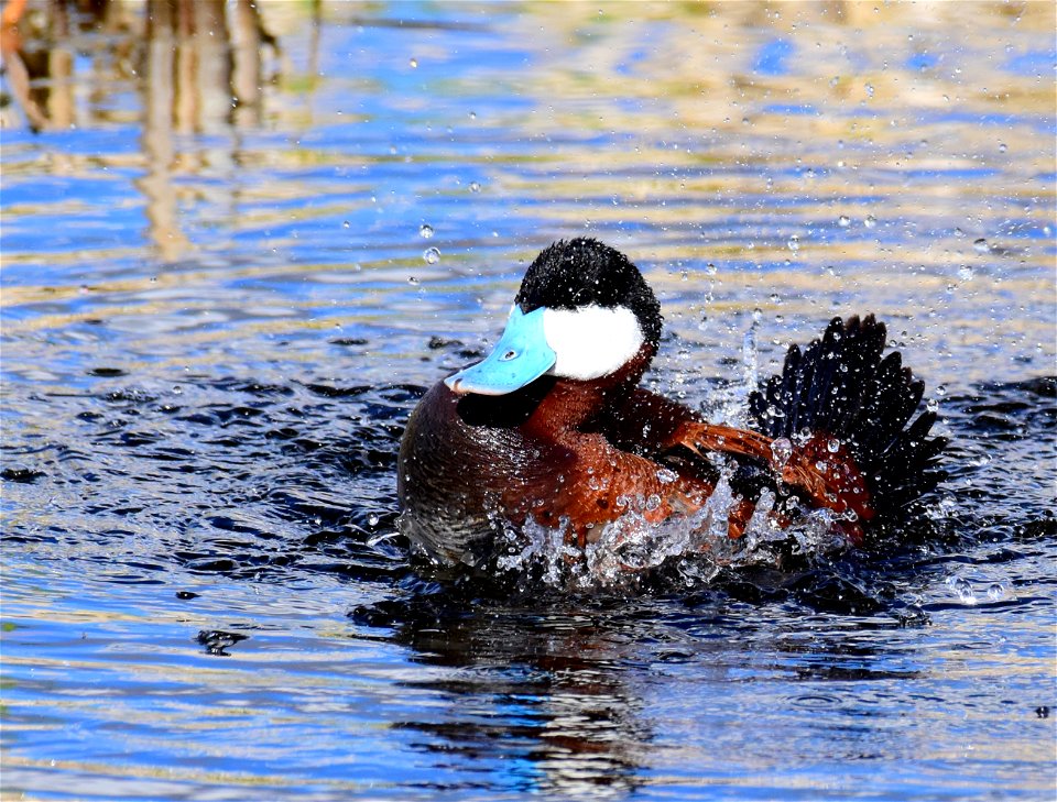 Ruddy duck at Seedskadee National Wildlife Refuge