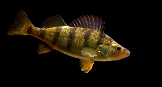 Yellow Perch (Perca flavescens)