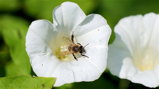 Honigbiene (Apis mellifera) in einer Blüte der Acker-Winde (Convolvulus arvensis)