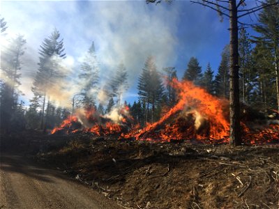 Pile burning on the Mt. Hood National Forest in 2019 - Mid