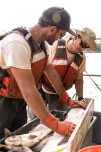 Invasive Carp Research on the James River in South Dakota. Photo: Sam Stukel (USFWS)