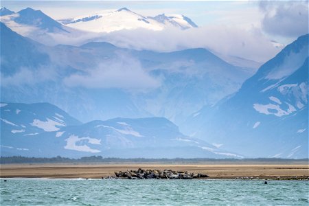 Seals at Katmai Bay